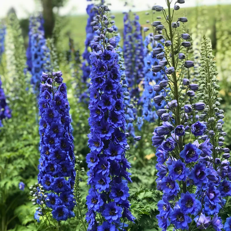 Pied d'alouette 'Blue Butterfly'
