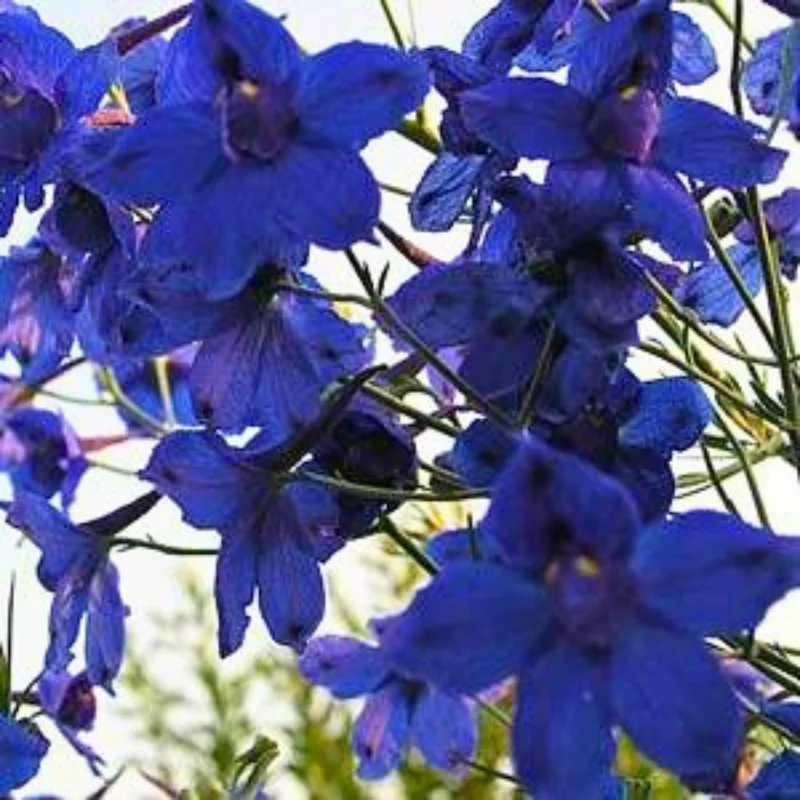 Pied d'alouette 'Blue Butterfly'