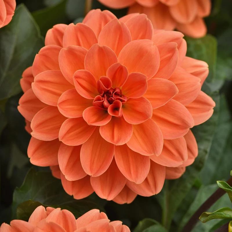 Dahlia VENTI™ Mango