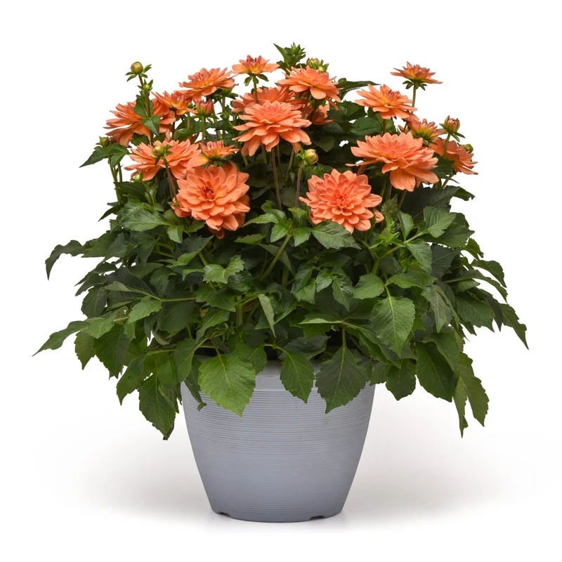 Dahlia VENTI™ Mango