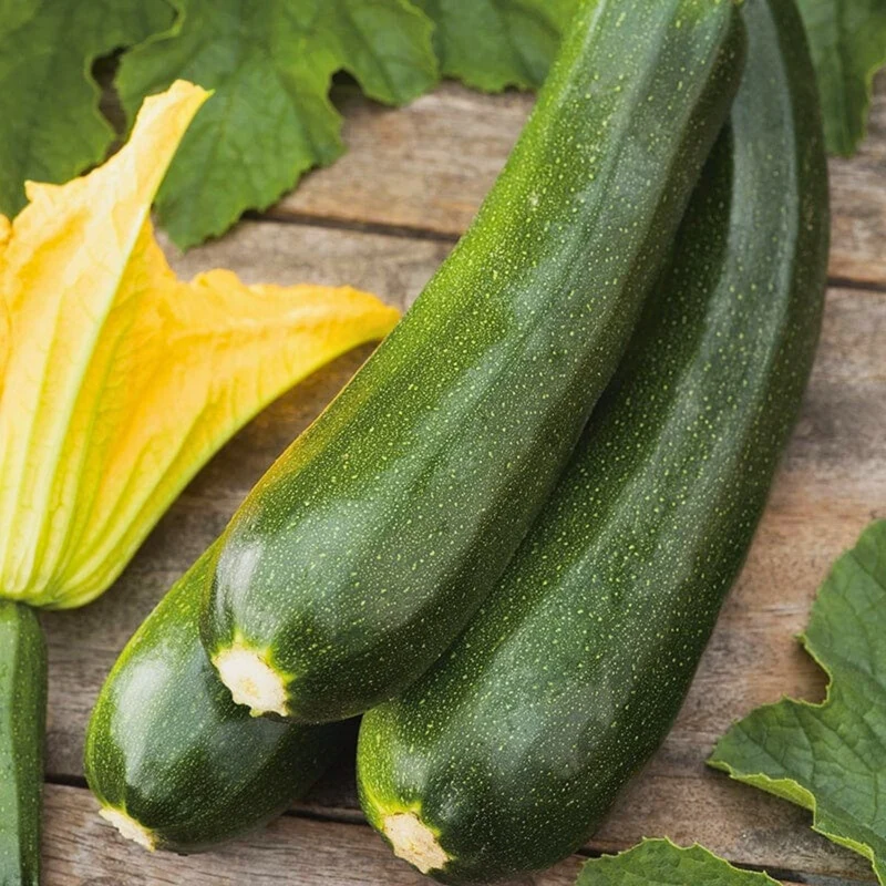 Courge Easy Pick Vert
