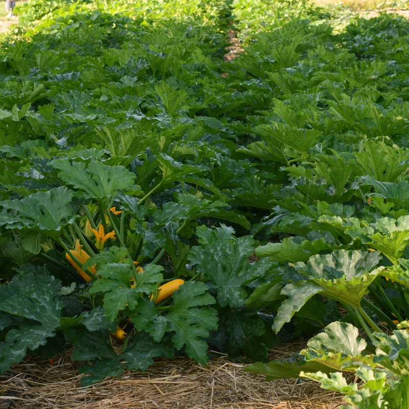 Courge Easy Pick Vert
