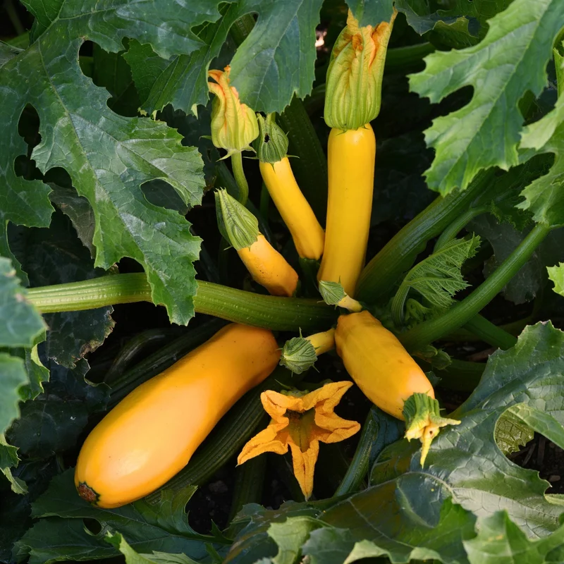 Courge Easy Pick Jaune