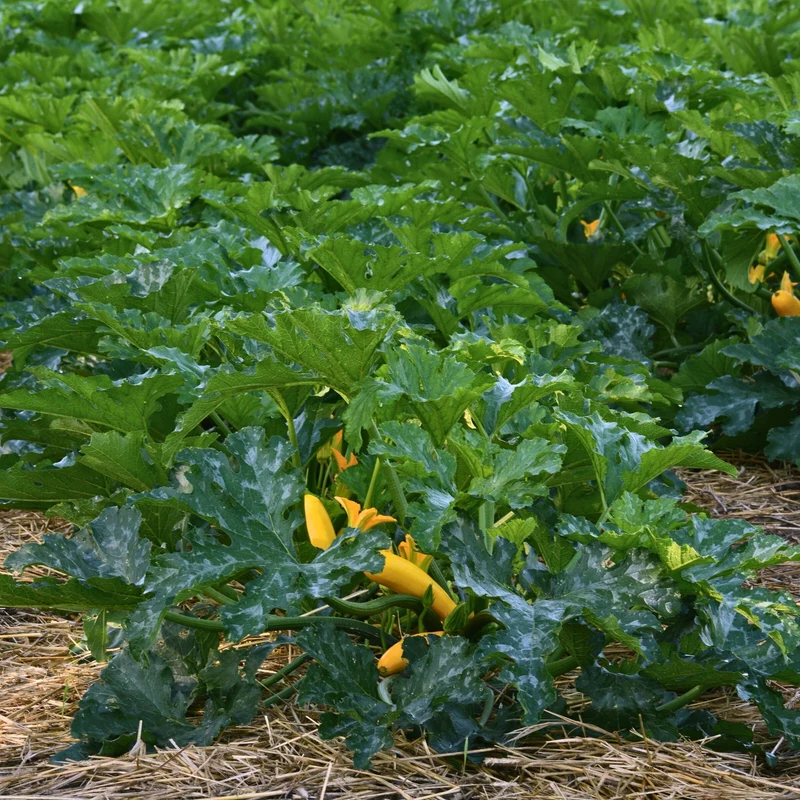Courge Easy Pick Jaune