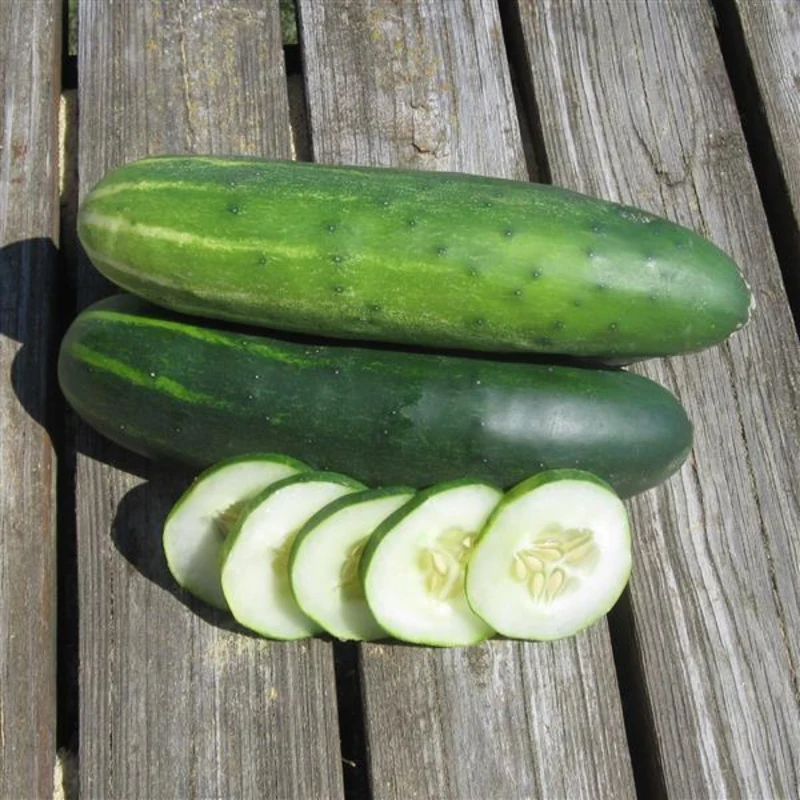 Concombre 'Marketmore'