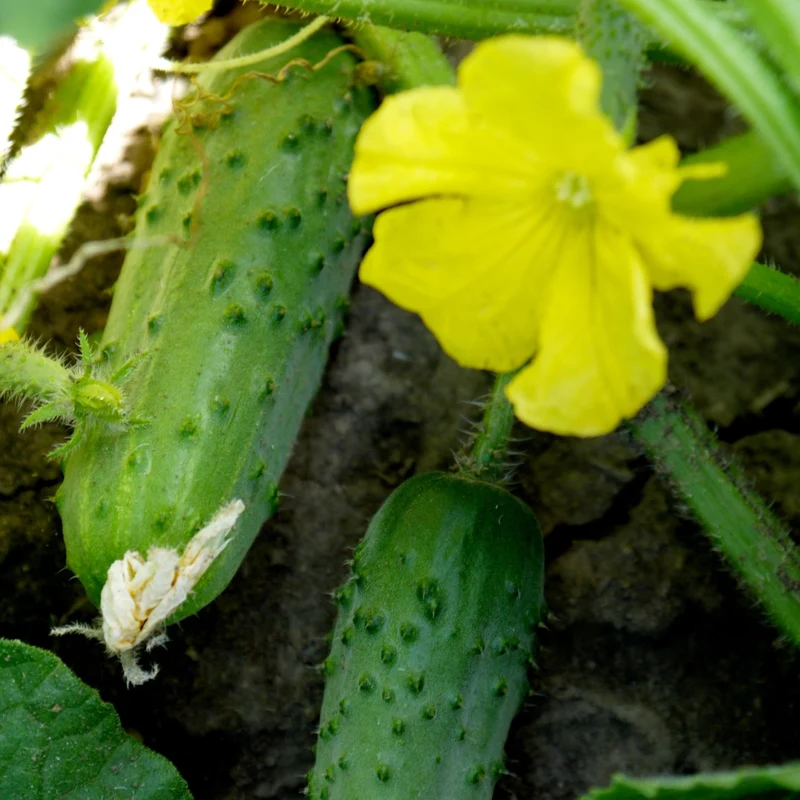Concombre de type cornichon