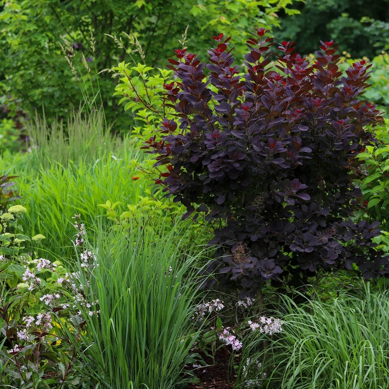 Cotinus coggygria 'Velveteeny' – Arbre à perruque 'Velveteeny'