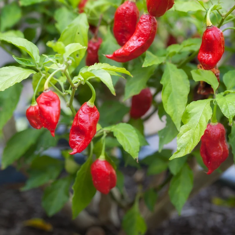 Piment Fort 'Bhut Jolokia'