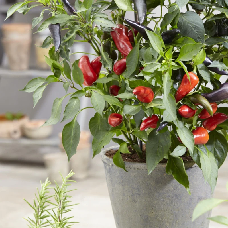 Piment Fort ROCKET PEPPERS™ Mamba Red