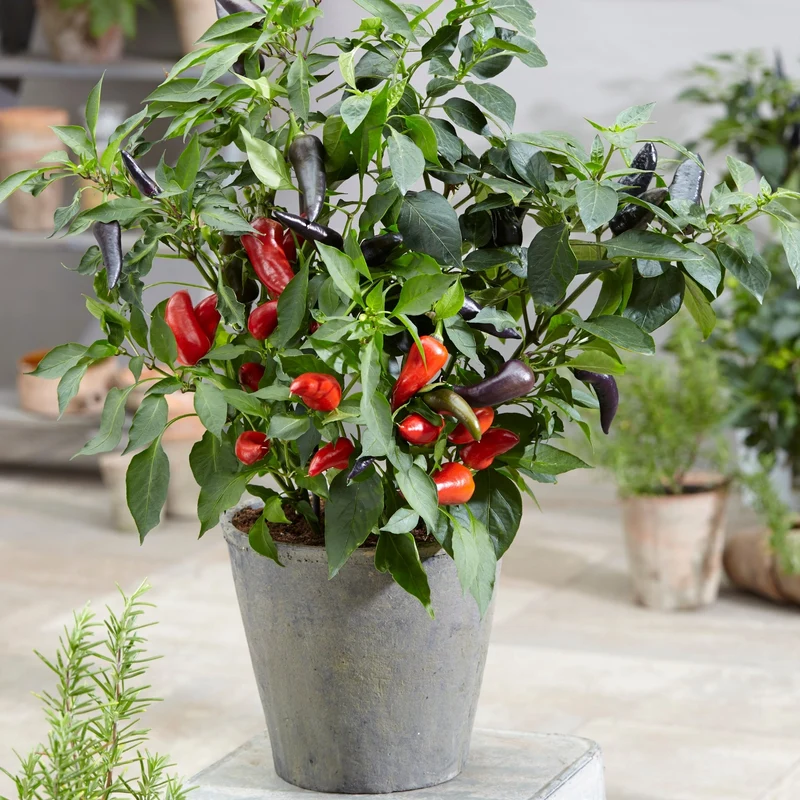 Piment Fort ROCKET PEPPERS™ Mamba Red