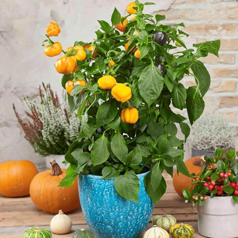 Poivron doux PUMPKIN PEPPERS™ Halloween Gold