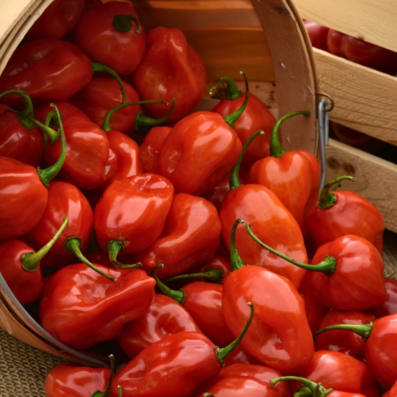 Piment fort 'Primo Red'