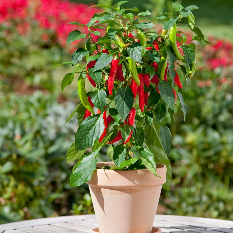 Piment Fort KITCHEN MINIS™ Hot Fajita