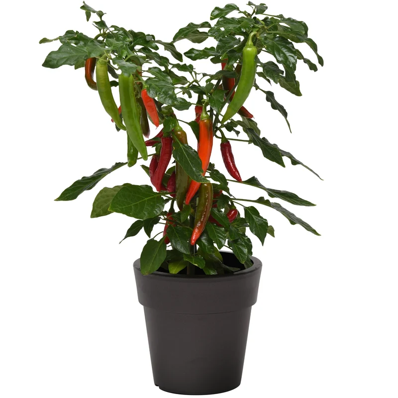 Piment Fort KITCHEN MINIS™ Hot Fajita