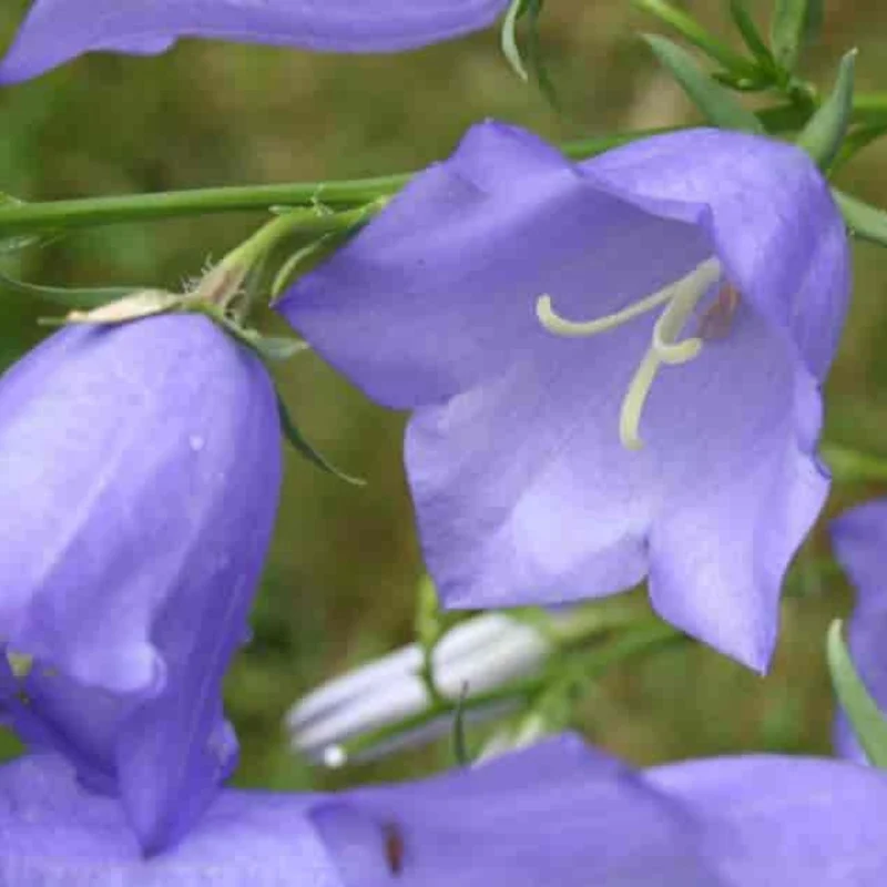 Campanule à feuilles de pêcher 'Grandiflora'