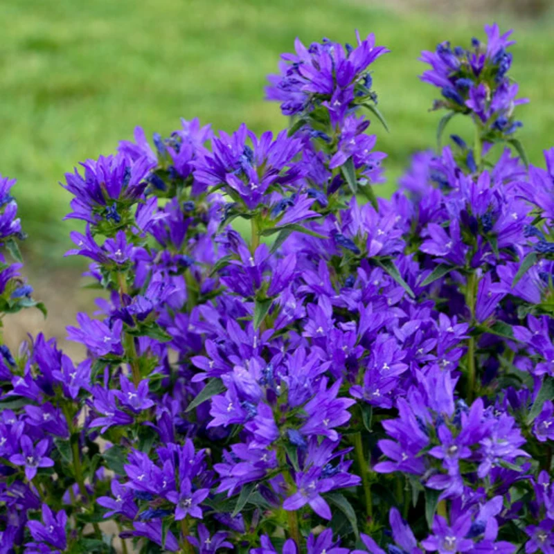 Campanule à bouquets