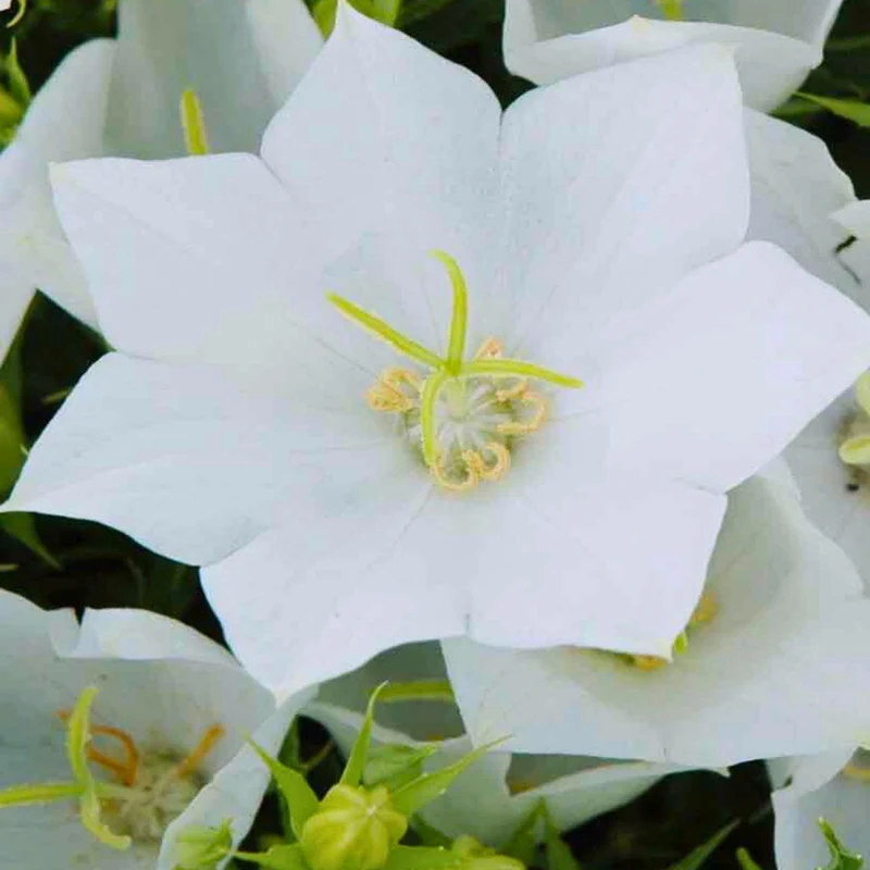 Campanule des Carpates 'White Clips'