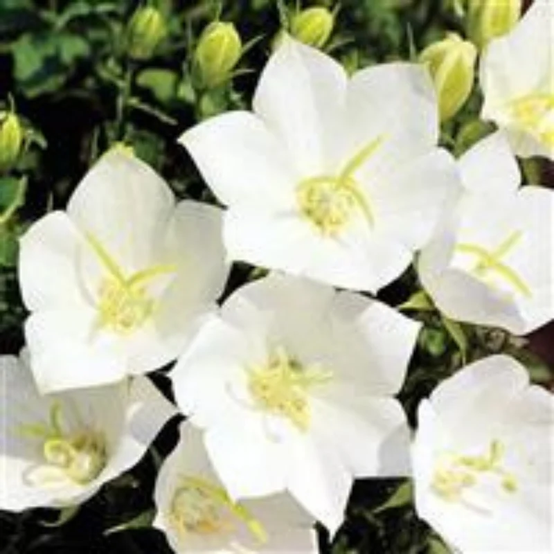 Campanule des Carpates 'White Clips'
