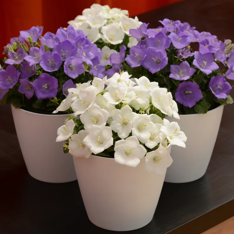 Campanule des Carpates 'Rapido White'