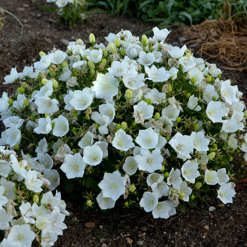 Campanule des Carpates 'Rapido White'