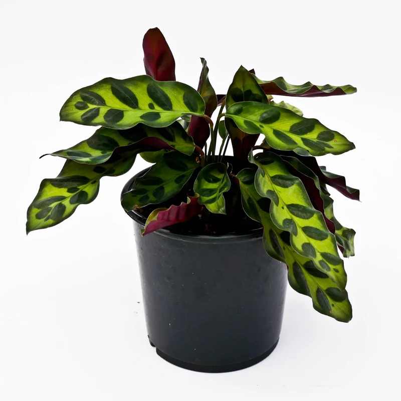 Plante Serpent à Sonnette