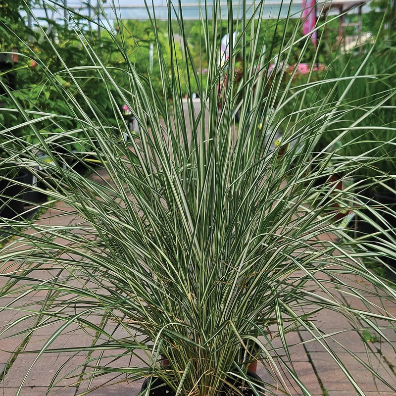 Calamagrostide 'Lightning Strike'