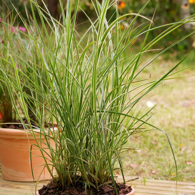 Calamagrostis x acutiflora 'Overdam' - Calamagrostide 'Overdam'