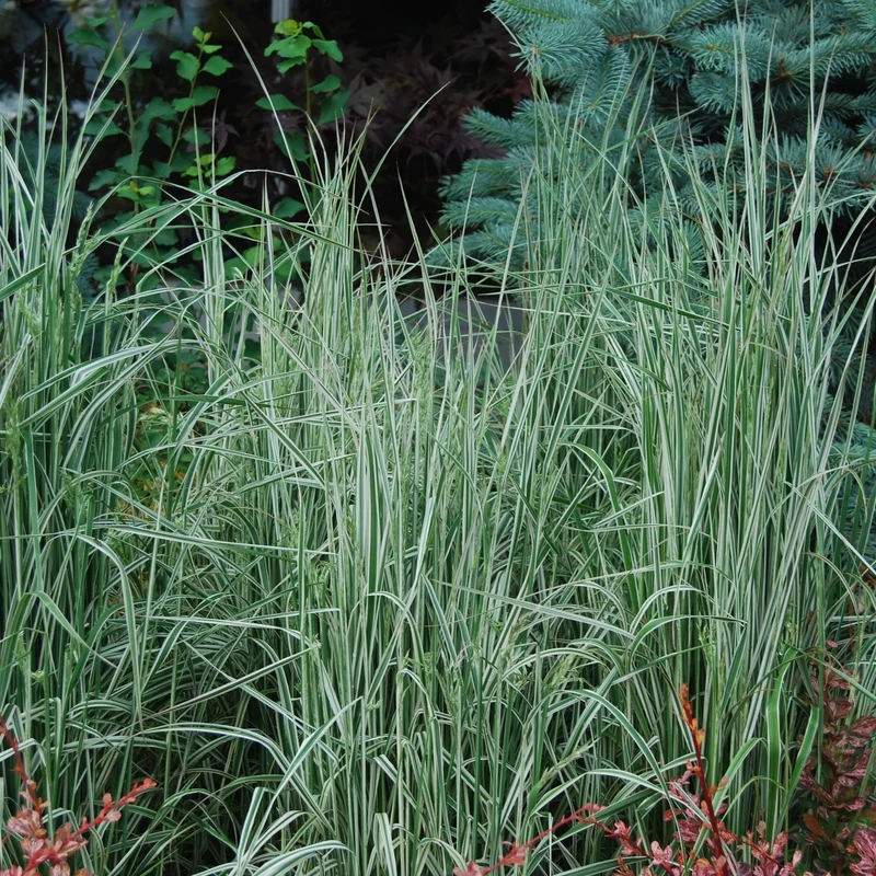 Calamagrostis x acutiflora 'Overdam' - Calamagrostide 'Overdam'