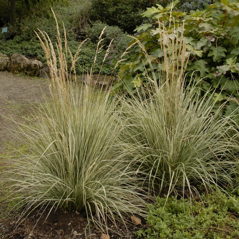 Calamagrostis x acutiflora 'Overdam' - Calamagrostide 'Overdam'