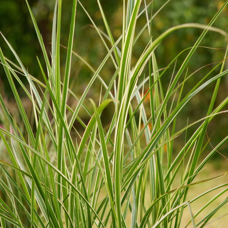 Calamagrostis x acutiflora 'Overdam' - Calamagrostide 'Overdam'
