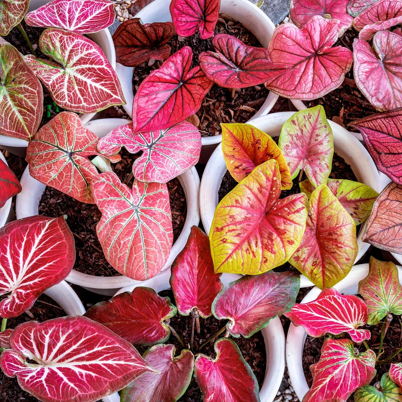 Sélection de Caladium Fancy & Strap