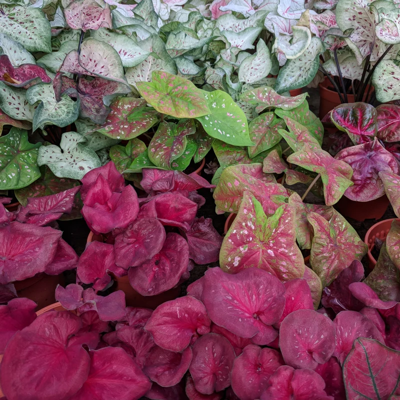 Sélection de Caladium Fancy & Strap