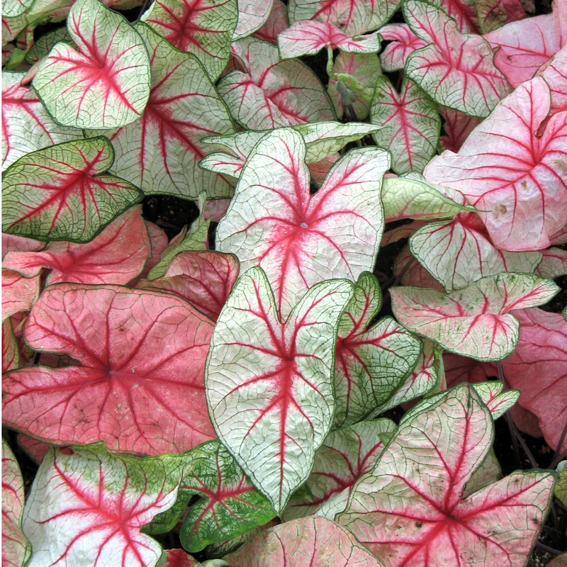 Sélection de Caladium Fancy & Strap