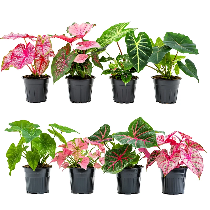 Sélection de Caladium Fancy & Strap