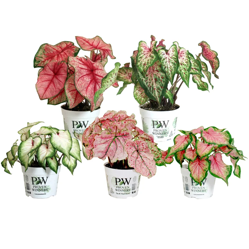 Sélection de Caladium Fancy & Strap