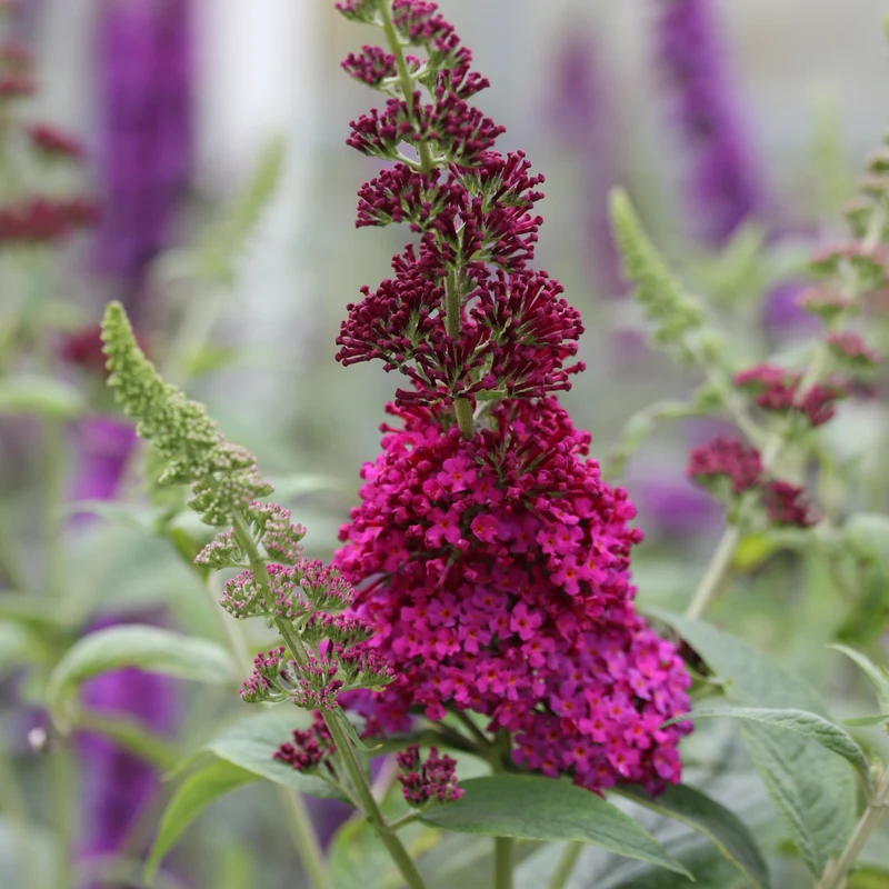 Arbuste à papillons 'Miss Ruby'