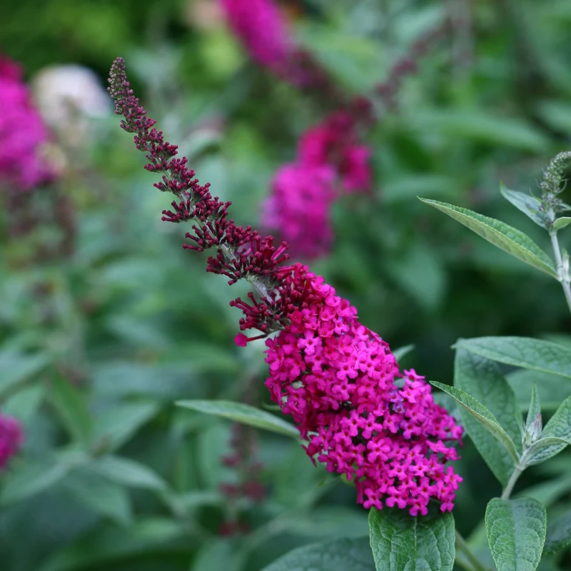 Arbuste à papillons 'Miss Ruby'