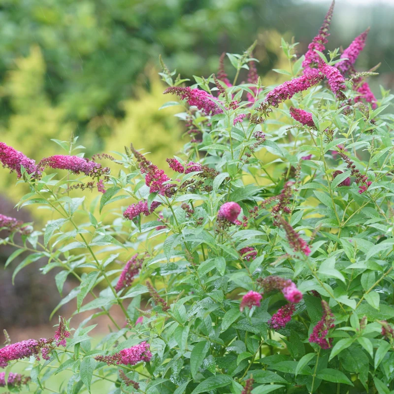 Arbuste à papillons 'Miss Ruby'