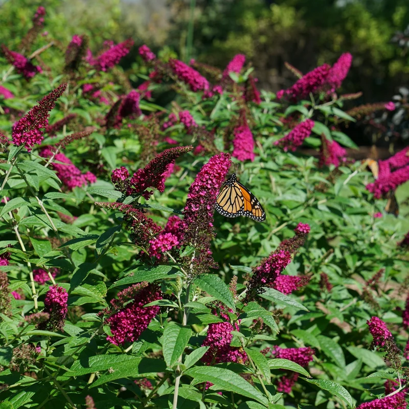 Arbuste à papillons 'Miss Ruby'