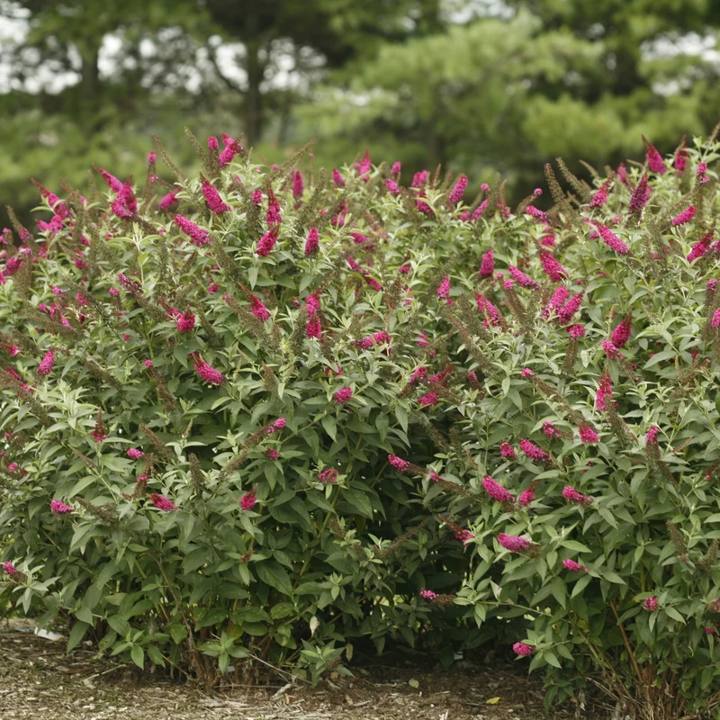 Arbuste à papillons 'Miss Ruby'