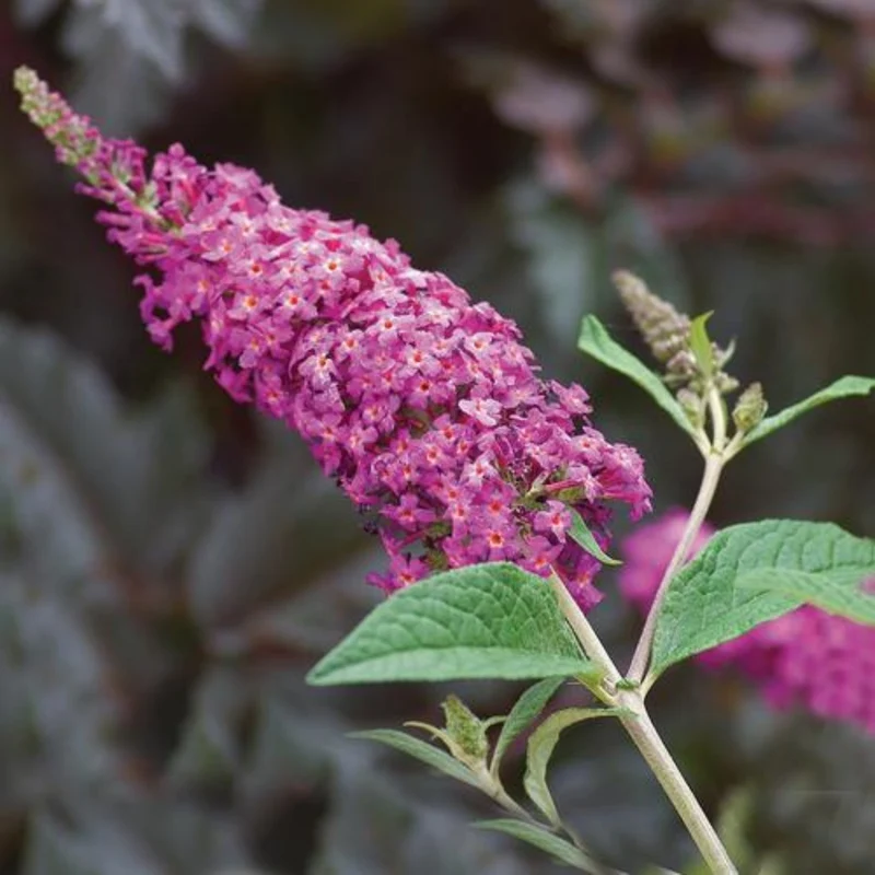 Arbuste à papillons 'Miss Ruby'