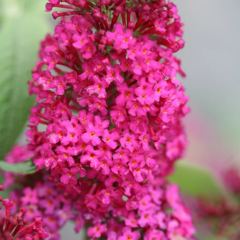 Arbuste à papillons 'Miss Ruby'