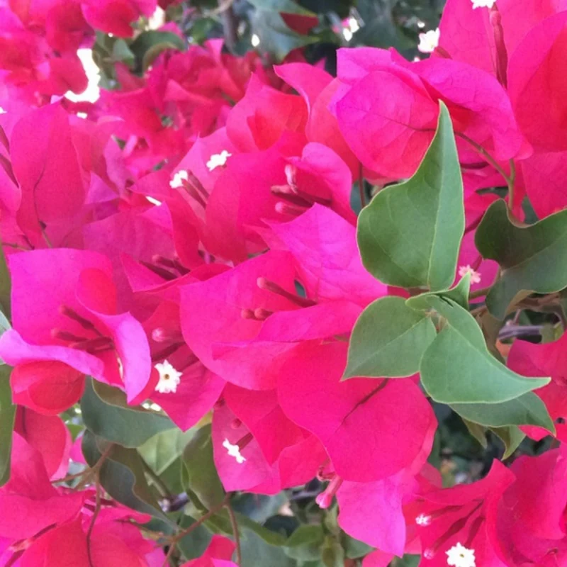 Bougainvillier