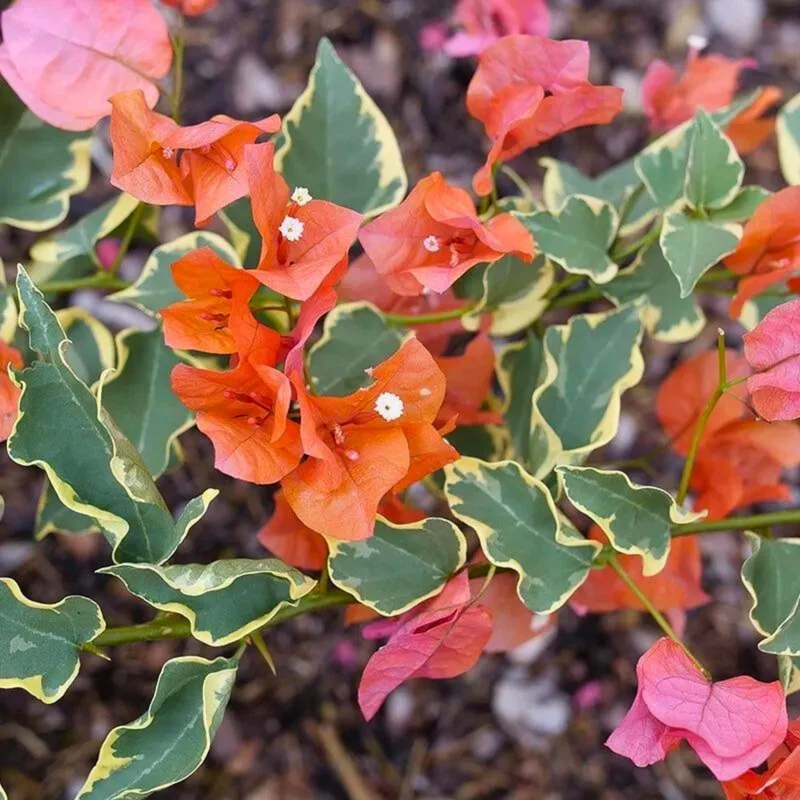 Bougainvillier 'Bambino Variegated Orange'