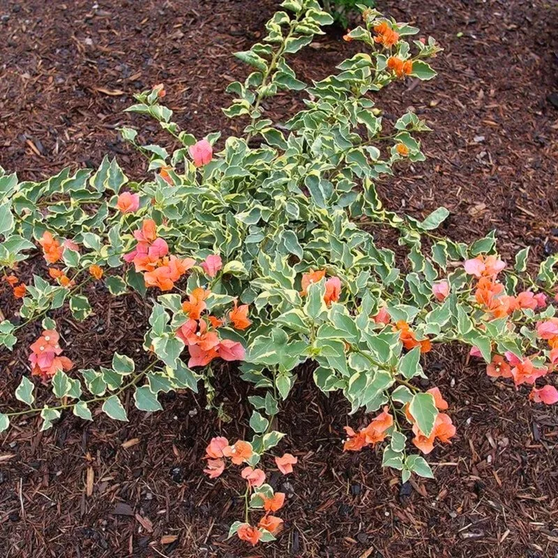 Bougainvillier 'Bambino Variegated Orange'