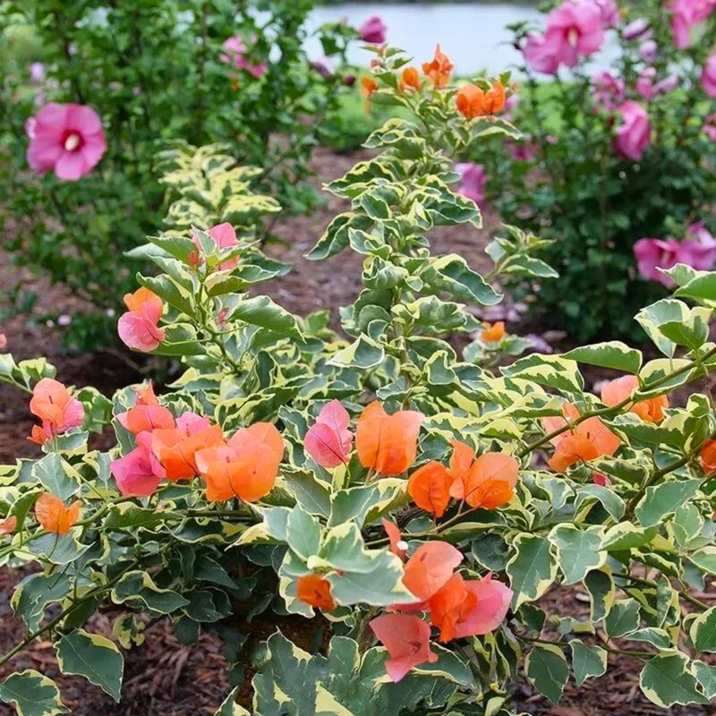 Bougainvillier 'Bambino Variegated Orange'