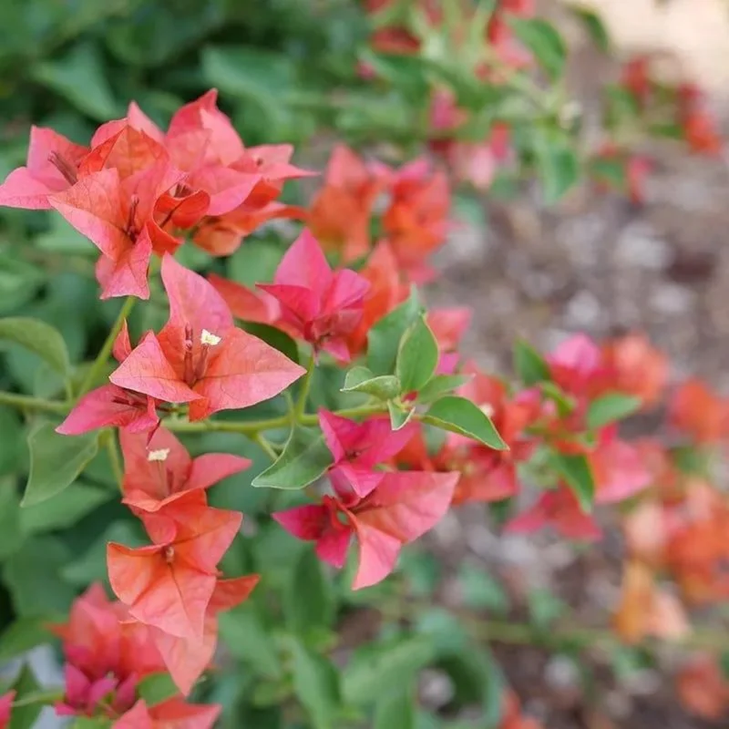 Bougainvillier 'Bambino Burnt Orange'