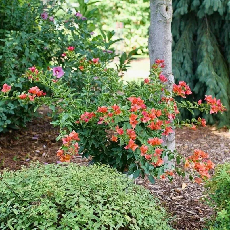 Bougainvillier 'Bambino Burnt Orange'