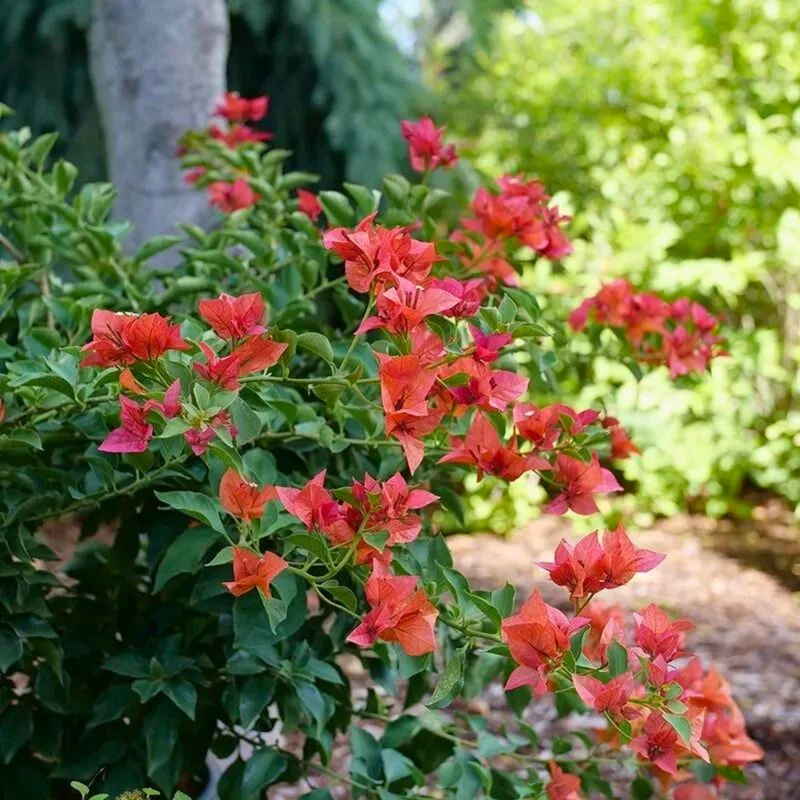 Bougainvillier 'Bambino Burnt Orange'