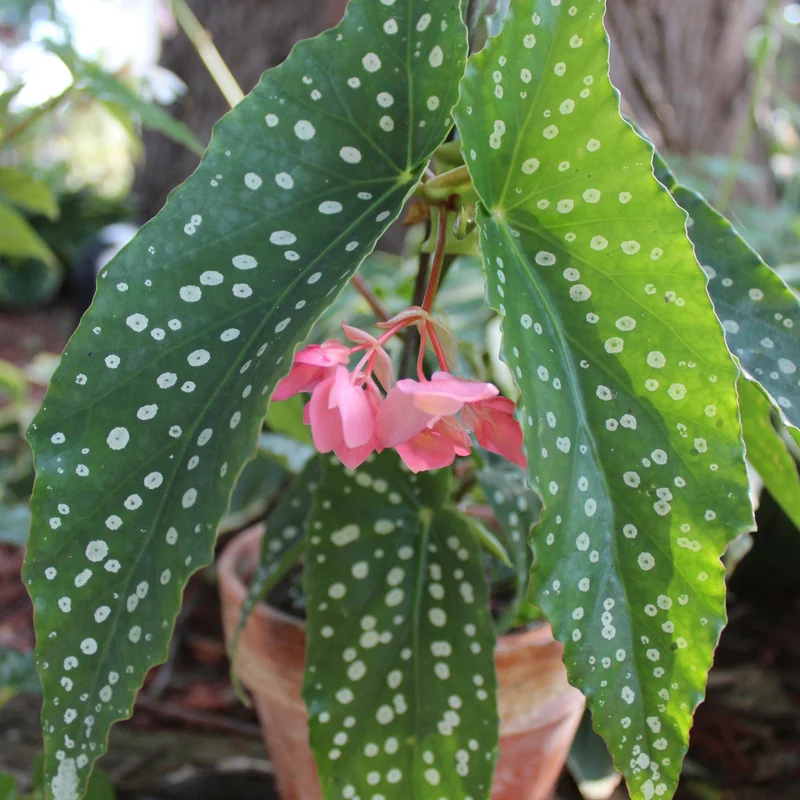 Bégonia 'Polka Dot'